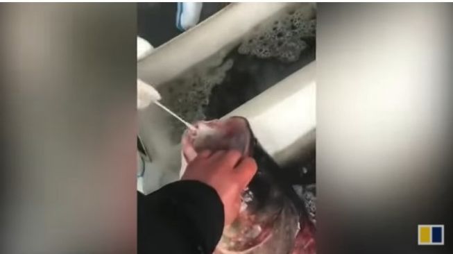 Viral, Nakes Lakukan Tes Covid-19 Pada Ikan Hidup, Netizen: Jika Positif Akan Dikarantina?