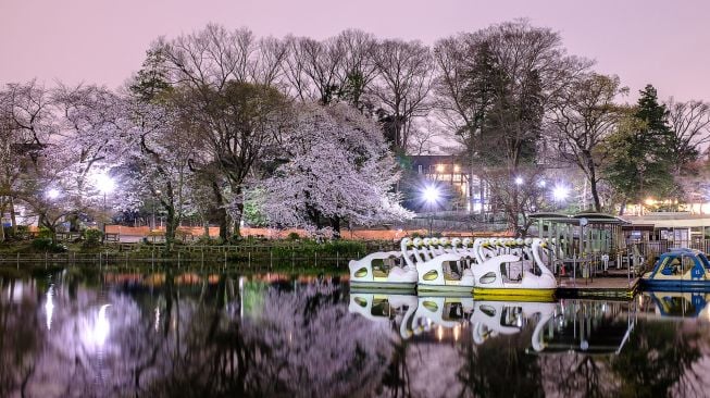 Pemandangan panorama bunga sakura yang bermekaran saat senja di Taman Inokashira, Tokyo, Jepang, Selasa (29/3/2022). [Philip FONG / AFP]
