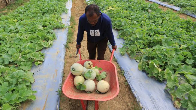 Petani memanen buah melon Desa Ujong Tanjung, Meureubo, Aceh Barat, Aceh, Sabtu (2/4/2022).  ANTARA FOTO/Syifa Yulinnas