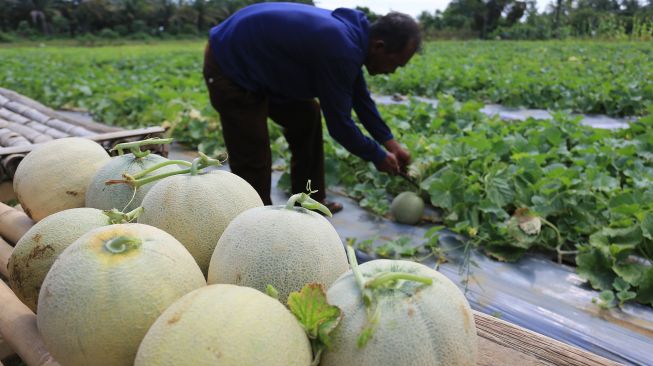 Petani memanen buah melon Desa Ujong Tanjung, Meureubo, Aceh Barat, Aceh, Sabtu (2/4/2022).  ANTARA FOTO/Syifa Yulinnas