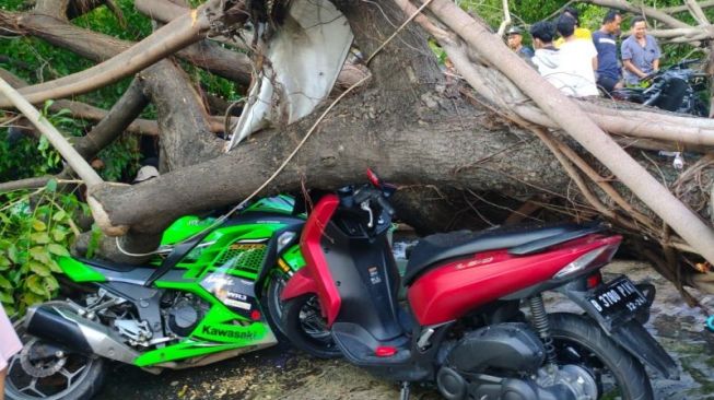 7 Motor Tertimpa Pohon Tumbang di Pulogadung, Satu Orang Patah Tulang