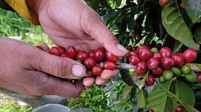 Dua Negara Ini Klaim Biji Kopi Lampung Beracun