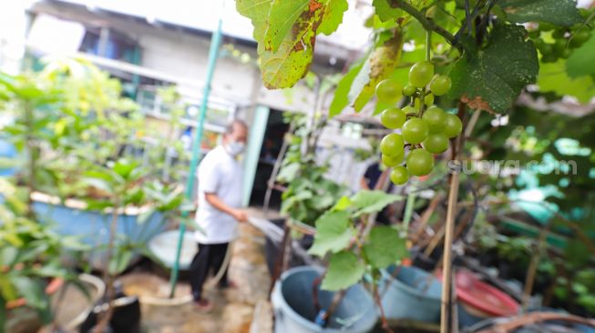 Pengurus merawat tanaman anggur di rooftop Masjid Hubbul Wathon, Cempaka Putih, Jakarta Pusat, Selasa (5/4/2022). [Suara.com/Alfian Winanto]