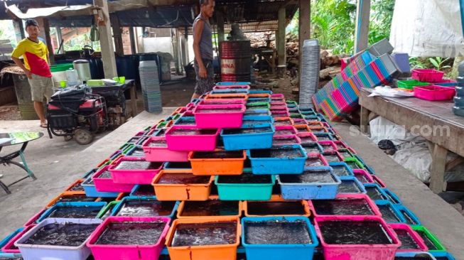 Berkah Ramadhan, Perajin Cincau di Ogan Ilir Banjir Pesanan hingga Raup Untung