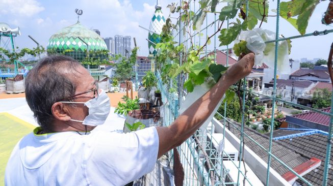 Pengurus merawat tanaman anggur di rooftop Masjid Hubbul Wathon, Cempaka Putih, Jakarta Pusat, Selasa (5/4/2022). [Suara.com/Alfian Winanto]