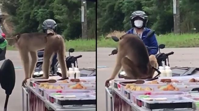 Viral Monyet Makan Dagangan Takjil di Perumahan Modena Batam, Diusir dengan Tragis, Diduga Dibunuh Warga