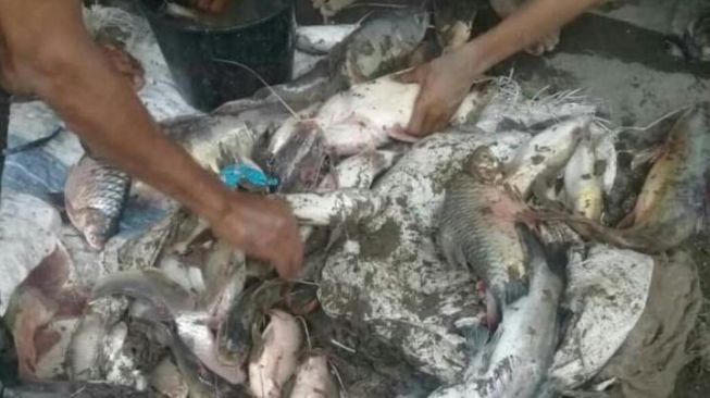 Terungkap! Penyebab Ribuan Ikan Terdampar di Tepian Sungai Serayu Banyumas, Jumlahnya Sampai 5 Ton