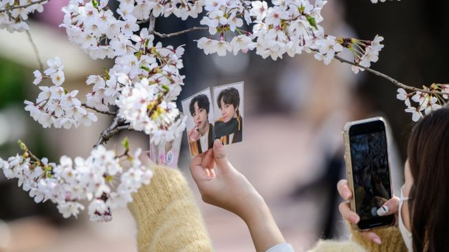 Seorang wanita menggunakan ponselnya untuk mengambil gambar foto dengan latar belakang bunga sakura yang bermekaran di Seoul, Korea Selatan, Rabu (6/4/2022). [ANTHONY WALLACE / AFP]