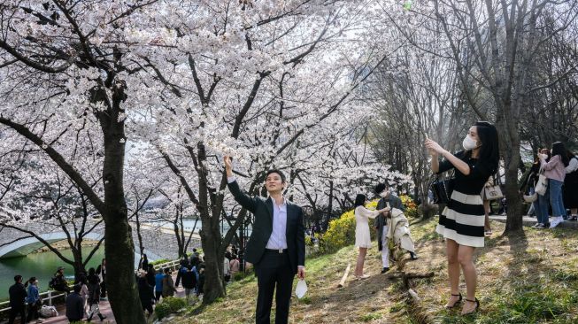 Seorang pria berswafoto di sebelah pohon sakura yang bermekaran di Seoul, Korea Selatan, Rabu (6/4/2022). [ANTHONY WALLACE / AFP]