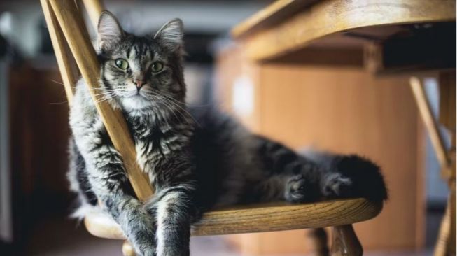 Nyeleneh! Ibu Ini Gendong Kucing ke Pasar, Warganet: Minta Jajan ke Emak