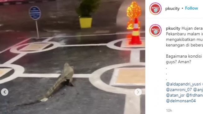 biawak terjebak banjir di Pekanbaru [instagram]