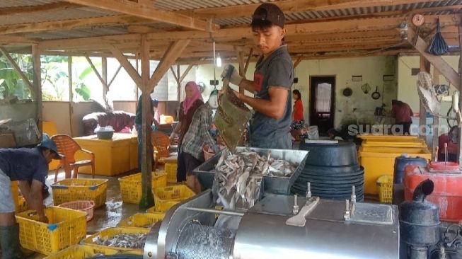 Permintaan Ikan Giling di Lampung Timur Meningkat di Bulan Ramadhan, Pasar Terbesar Ada di Palembang