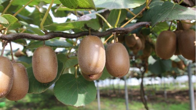 Dapat Menyehatkan Kulit, Berikut 5 Manfaat Buah Kiwi untuk Kesehatan