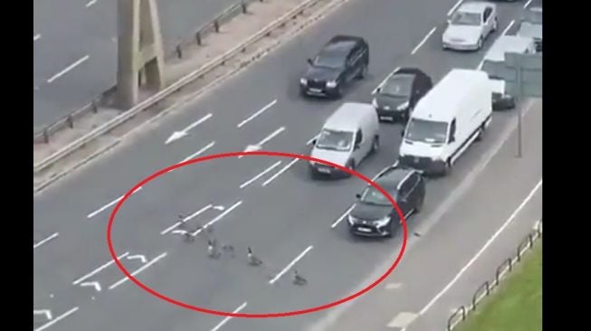 Viral Puluhan Pemobil Rela Hentikan Kendaraan Demi Beri Jalan Hewan Ini untuk Menyeberang, Salut!