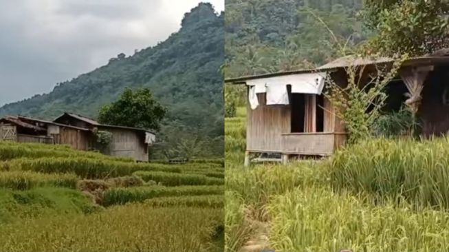 Rumah Mirip Gubuk Tengah Sawah Ini Punya Bagian Dalam yang Bikin Betah Tinggal: 'Adem'