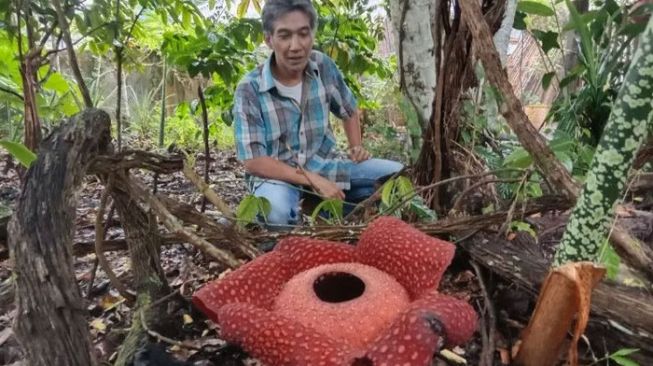 Penampakan Bunga Rafflesia Mekar Sempurna di Halaman Rumah Warga Agam