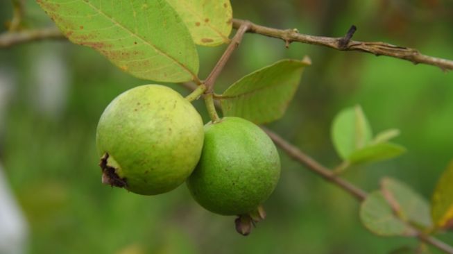 Berikut 5 Manfaat Jambu Biji bagi Kesehatan