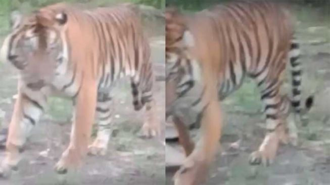 Video Mencekam Rumah Warga Mandau Siak Didatangi Harimau: Opung...Tolong Opung!