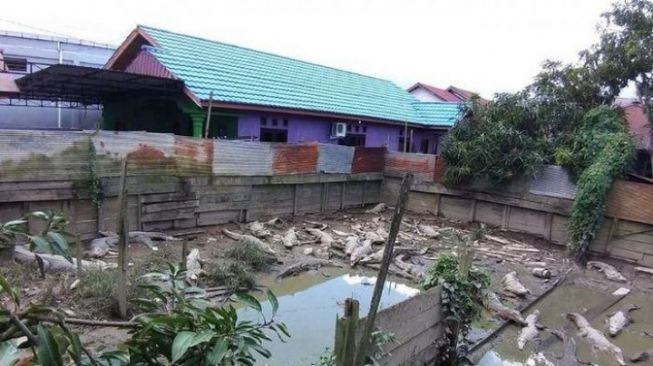 Tinggal Dekat Kandang 32 Buaya yang Hanya Berdinding Seng dan Papan, Warga 