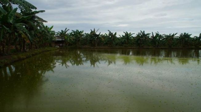 Penuhi Kebutuhan Pangan IKN Nusantara, Kampung Budi Daya Ikan Patin Ada di Desa Sebakung Jaya PPU