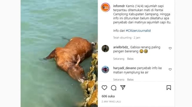 Sejumlah Sapi Ditemukan Mati Misterius di Pantai Camplong Madura