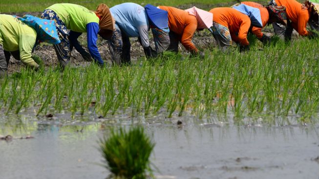 Petani menanam bibit padi di Sidomulyo, Sawahan, Kabupaten Madiun, Jawa Timur, Sabtu (16/4/2022). [ANTARA FOTO/Siswowidodo/rwa]