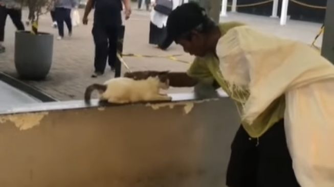 Viral Video Pemulung Tua Peluk dan Cium Kucing, Publik: Meongnya Lebih Dengar Keluhan si Bapak Ketimbang Pemerintah