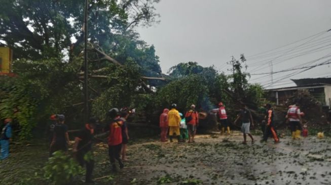 Pohon Tumbang, Akses Malang-Blitar Sempat Ditutup Hingga Dua Jam