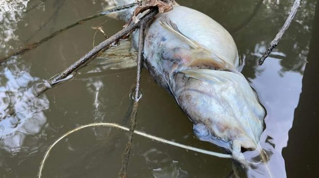 Ikan Baung di sungai retok yang mati diduga akibat limba sawit. (Istimewa)