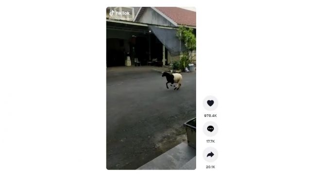 Aksi domba menggemaskan, mirip binatang peliharaan umumnya. [TikTok] 