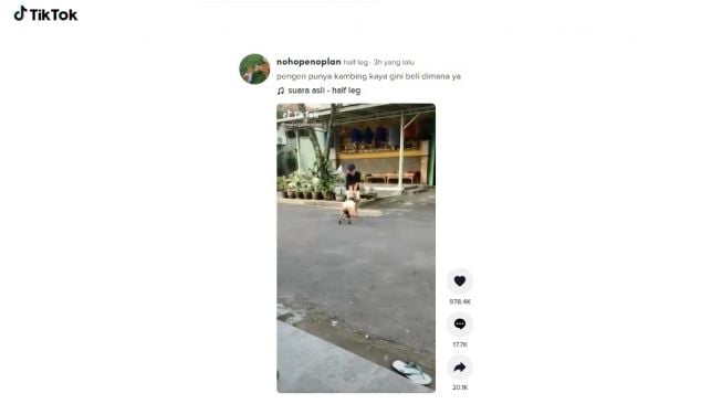 Aksi domba menggemaskan, mirip binatang peliharaan umumnya. [TikTok] 