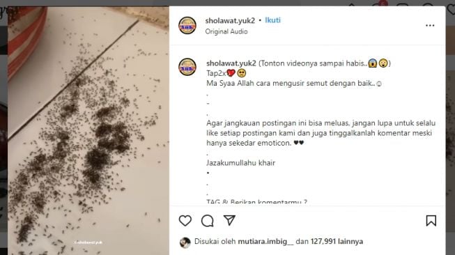 Subhanallah, Semut Menyingkir Setelah Diberi Kata-kata Ini