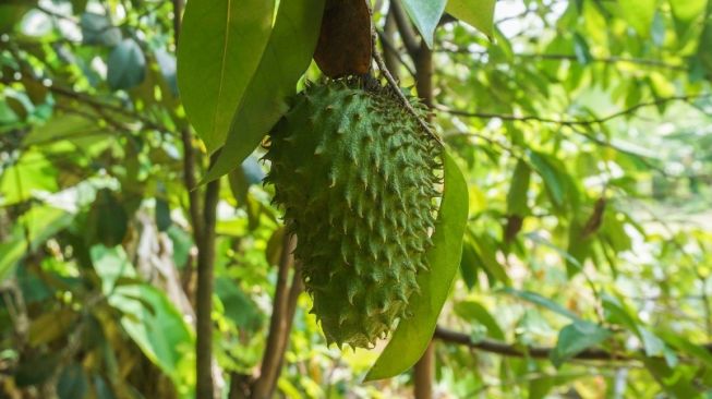 4 Manfaat Sirsak untuk Kesehatan, Salah Satunya Dapat Menurunkan Tekanan Darah