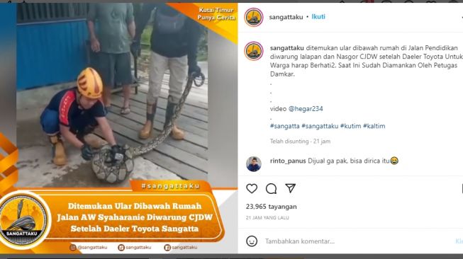 Geger! Seekor Ular Ditemukan di Bawah Rumah Warga Sangatta Kaltim