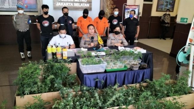 Apartemen di Kawasan Boulevard Jadi Tempat Menanam Ganja, Pakai Sistem Hidroponik