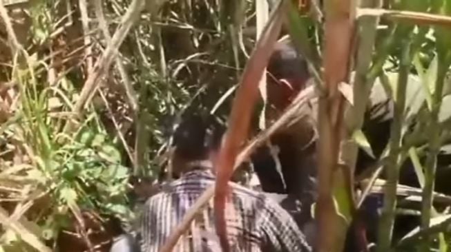 Cari Cucunya yang Hanyut di Sungai, Seorang Kakek Tersesat di Kebun Tebu, Kondisinya Lemas