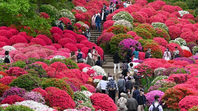 Orang-orang mengunjungi ladang bunga azalea di Kuil Nezu, Tokyo, Jepang, Kamis (21/4/2022). [Kazuhiro NOGI / AFP]
