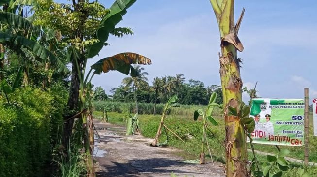 Warga Tanami Jalan Rusak di Lumajang dengan Pohon Pisang