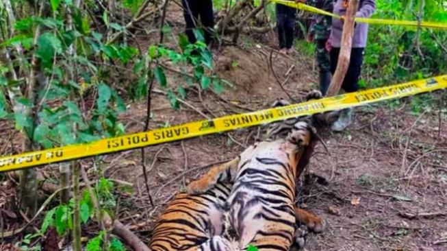 Kena Jeratan Babi, Harimau Sumatera Jantan dan Betina Ditemukan Mati di Hutan Pedalaman