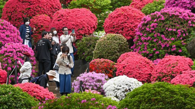 Orang-orang mengunjungi ladang bunga azalea di Kuil Nezu, Tokyo, Jepang, Kamis (21/4/2022). [Kazuhiro NOGI / AFP]
