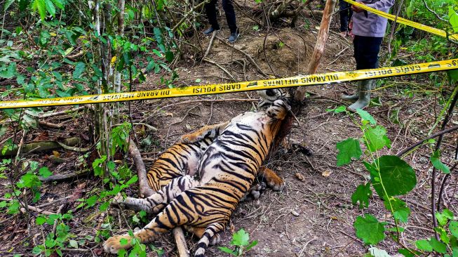 Petugas memasang "police line" dilokasi penemuan bangkai harimau Sumatera (Panthera tigris sumatrae) mati terkena jerat di kawasan hutan PT Aloer Timur Desa Sri Mulya, Kecamatan Peunaron, Kabupaten Aceh Timur, Aceh, Minggu, (24/04/2022). [ANTARA FOTO/Weinko Andika/Lmo/foc]