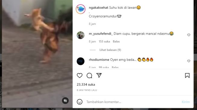 Aksi Kucing Oyen Tendang Muka Anjing Viral di Medsos, Warganet: Jagoan Unyu