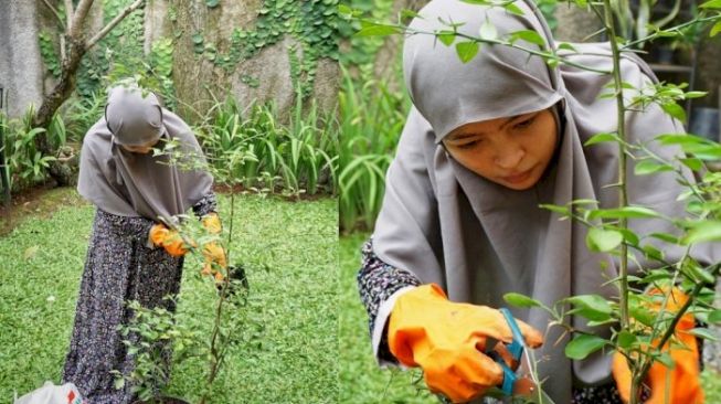 Potret Kebun Sayur (Instagram/@tantrisyalindri)