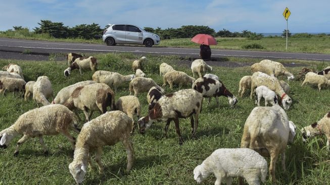 Warga menggembala domba di bahu Jalan Pantai Selatan (Pansela) Kabupaten Garut, Jawa Barat, Rabu (27/4/2022).  ANTARA FOTO/Adeng Bustomi