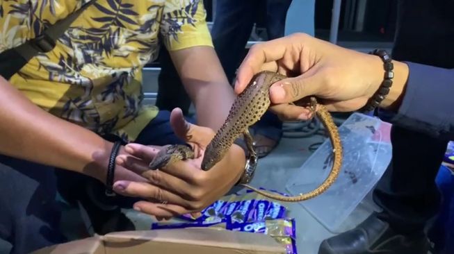 Heboh, Paket Bertuliskan Makanan Ringan Ini Ternyata Berisi Biawak Tanpa Telinga