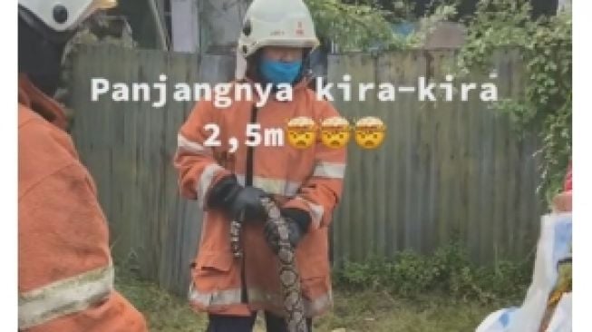 Bangun Sahur Kebangun Dengar Suara Aneh, Pemilik Rumah Ini Temukan Penampakan Ular Piton Sepanjang 2,5 Meter