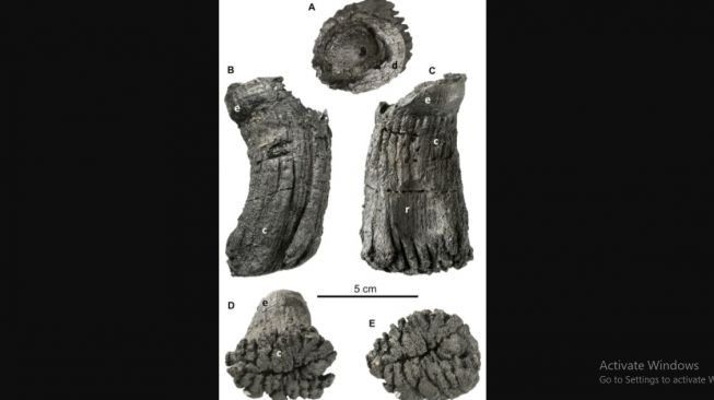 Fosil Ichthyosaurus terbesar.[Journal of Vertebrate Paleontology]