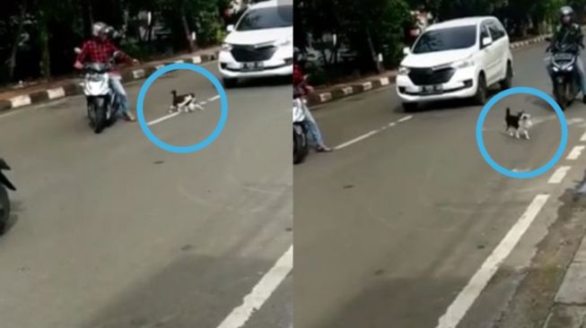 Aksi Kucing Nyebrang Bikin Ngakak Gegara Bawa Barang Ini: 'Gue Kira Anaknya'