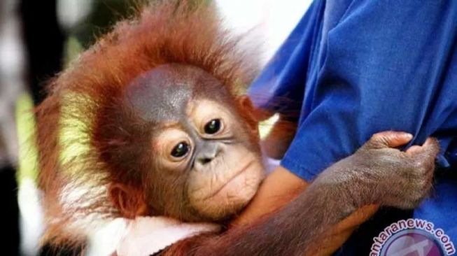 Perdagangan Orang Utan di Sumut Digagalkan, 5 Pelaku Ditangkap