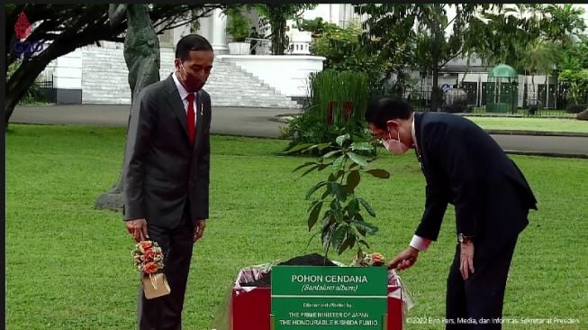 Kunjungi Istana Bogor, PM Jepang Fumio Diajak Jokowi Tanam Pohon Cendana